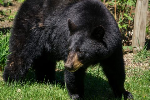 自宅の庭にクマが入り、物置が壊されてしまいました。夫は「こういう被害でも火災保険で何とかならないの？」と言うのですが、野生動物による損害まで補償されることはあるのでしょうか？ 保険の考え方を解説