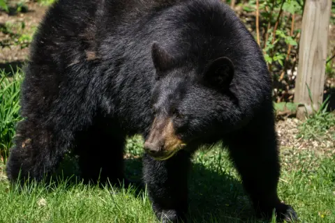 自宅の庭にクマが入り、物置が壊されてしまいました。夫は「こういう被害でも火災保険で何とかならないの？」と言うのですが、野生動物による損害まで補償されることはあるのでしょうか？ 保険の考え方を解説