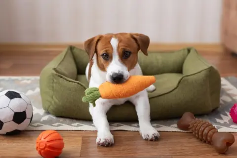 愛犬が散歩中に“近隣住民宅”の物を破壊…。請求された「5万円」をすぐ払ったのですが、保険金はわずか「2万円」！まずは“保険会社”に確認すべきだったのでしょうか？