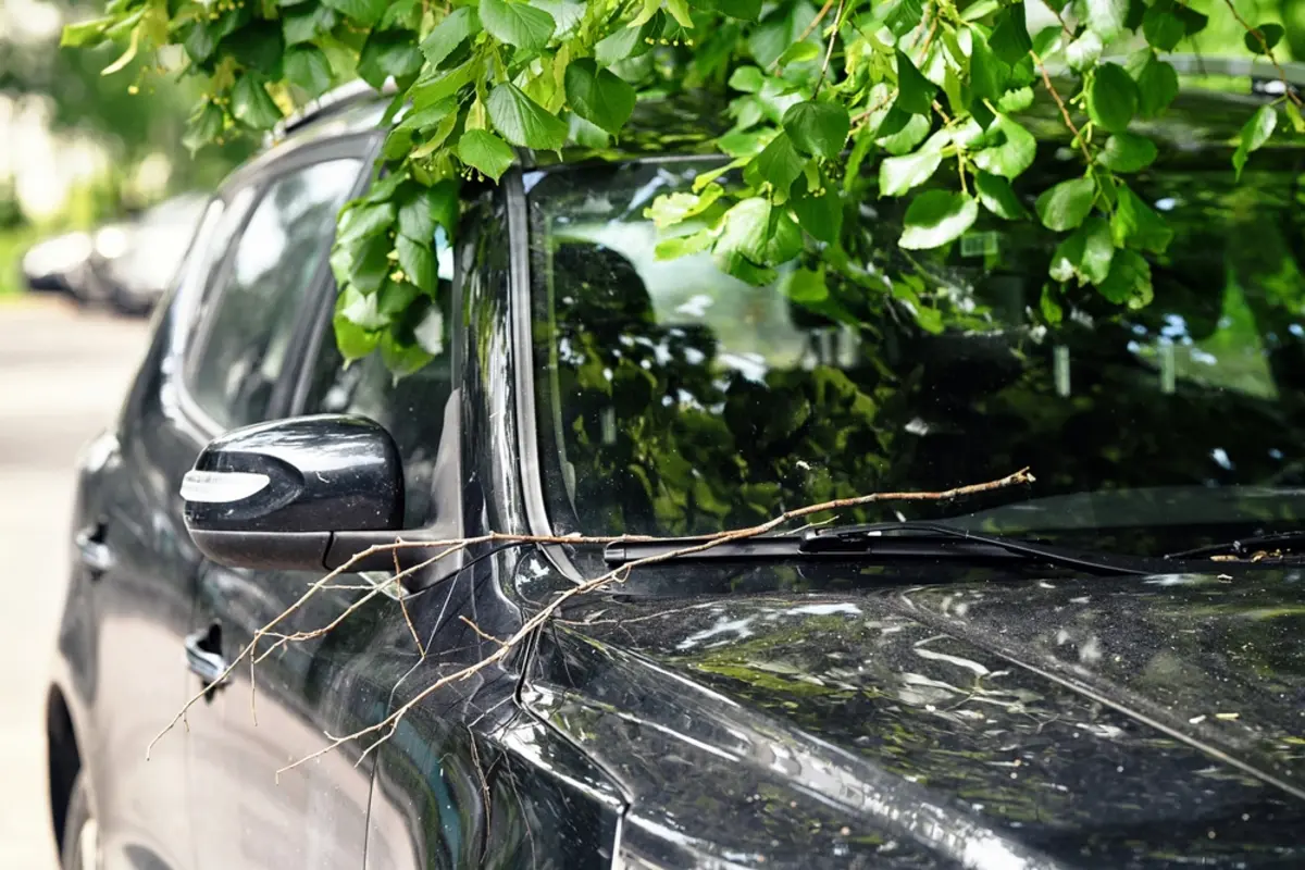 隣家の木の枝が自宅の駐車スペースまで伸びていて、車に擦り傷が…。以前から気になっていたのですが、勝手に枝を切ってもよいのでしょうか？ もし枝が原因なら、修理代は隣人に請求できますか？