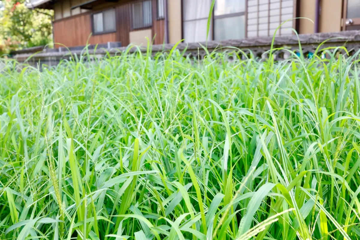 放置していた実家の空き家を勝手に草刈りされ「代金5万円」を業者から請求されています。放置していたこちらにも非はありますが… 支払い義務は生じますか？