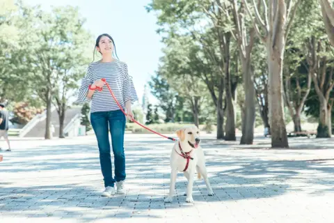 犬の散歩中、他人の家の前にある電柱におしっこをさせていたら、家主が出てきて「器物損壊だ！ 清掃代を払え」と怒鳴られました。公共の電柱でもお金を払う義務があるのでしょうか？