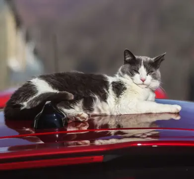 お隣の「外飼いの猫」が庭に来るせいで“愛車にキズ”が！ 修理に1万円、保険を使うと「等級ダウン」…妻は「付き合いもあるから」と言いますが、お隣に弁償してもらえないでしょうか？