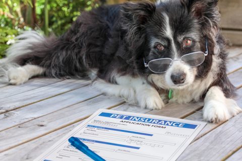 ペット保険を見積もったら、愛犬の年齢によって月々の保険料が変わりました。ペットが高齢になるほど、保険料は上がりやすいのでしょうか？