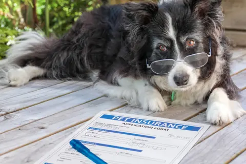 ペット保険を見積もったら、愛犬の年齢によって月々の保険料が変わりました。ペットが高齢になるほど、保険料は上がりやすいのでしょうか？
