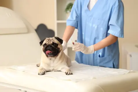 愛犬の混合ワクチンに「7000円」かかりました。毎年の出費なので、ペット保険で補償されると思っていたのですが、保険金は請求できるのでしょうか？