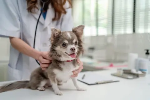 愛犬の治療費で急に「5万円」かかり、今月は家計が苦しいです…。ペットの医療費は年間どれくらい見込んでおくべきでしょうか？