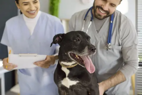 愛犬を動物病院に連れていったところ、検査代だけで「3万円」ほどかかると言われました。ペット保険に入っていても、病院の会計ではいったん自分で支払う必要があるのでしょうか？