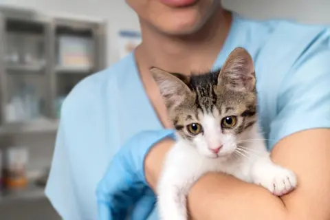 猫の通院で検査と薬代に「2万円」かかりました。動物病院は自由診療と聞きましたが、同じような診察でも病院によって治療費に差が出るのでしょうか？