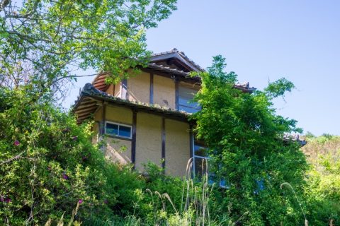 相続した実家が空き家になり、伸びた庭木の剪定に「10万円」の見積もりが。兄は「誰も住んでいないんだから放置でいい」と言いますが、このまま管理しなくても大丈夫？ 空き家の庭木を放置するリスクを確認