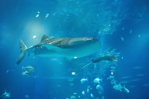 子どもの誕生日当日に水族館へ行く予定です。入場時点ではまだ「11歳」ですが、その日に12歳になる場合は子ども料金のままでよいのでしょうか？