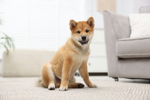愛犬のために滑りにくい床へ替えたいのですが、リフォーム会社から「30万円」と見積もられました。部分的に施工する場合と比べ、費用はどれくらい変わりますか？
