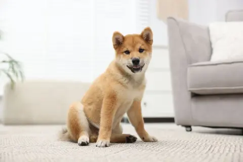 愛犬のために滑りにくい床へ替えたいのですが、リフォーム会社から「30万円」と見積もられました。部分的に施工する場合と比べ、費用はどれくらい変わりますか？