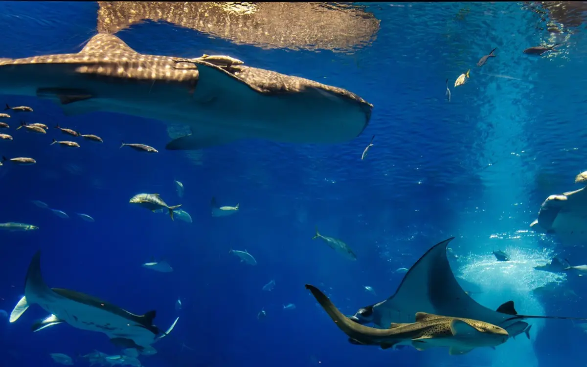 水族館の年間パスポートを家に忘れ、入口で「今日は通常料金が必要です」と言われました。会員だと確認できても、チケット代をもう一度払う必要があるのでしょうか？