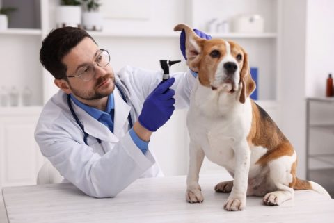 愛犬が皮膚炎で月2回ほど通院し、毎回「5000円前後」かかっています。免責金額が「3000円」のペット保険だと、通院が多い場合は使いにくいのでしょうか？