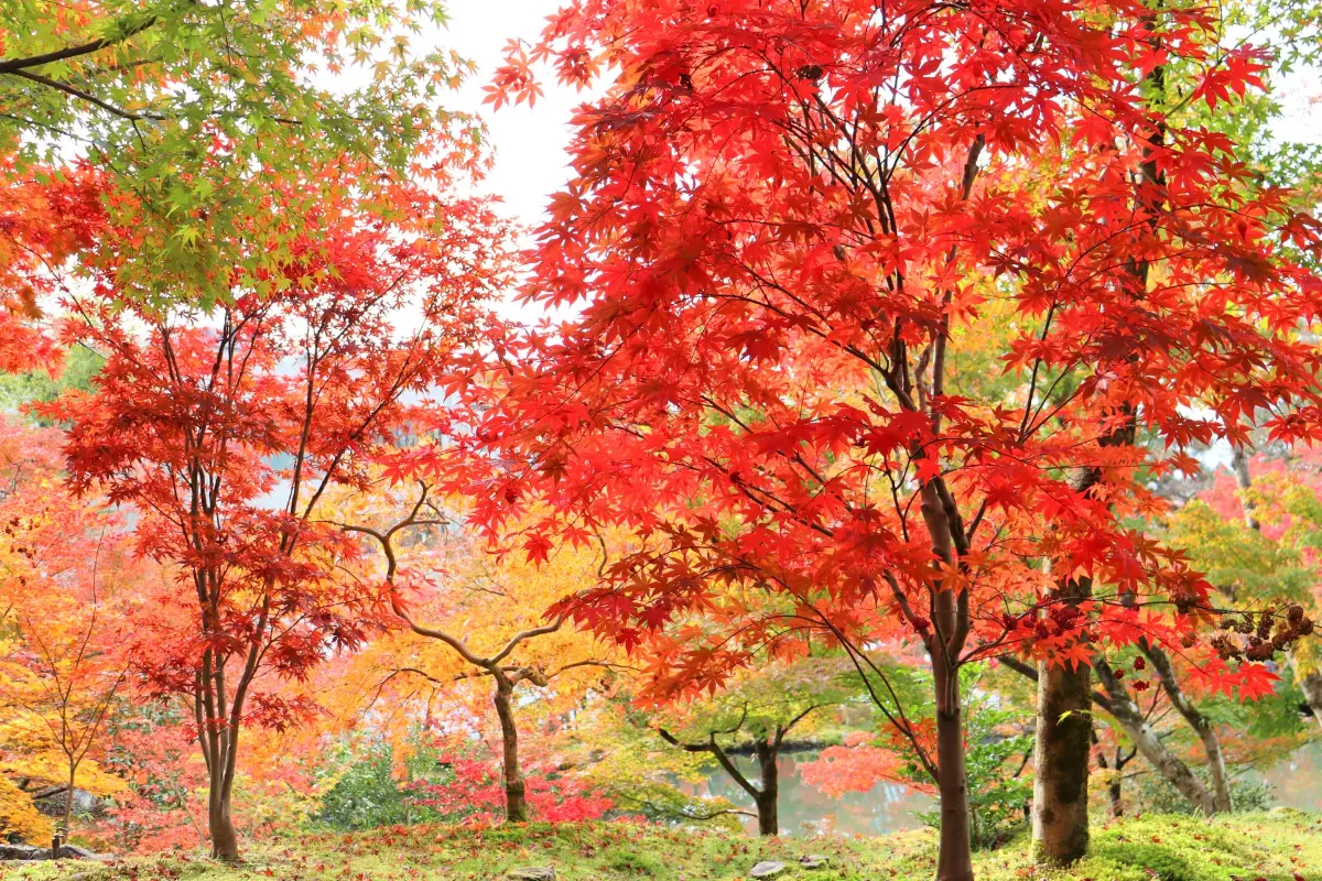 混雑を避けたい人へ｜京都の紅葉穴場ランキングTOP5