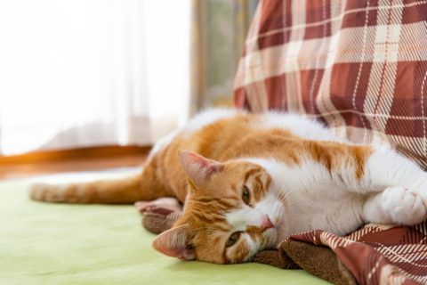 ペット可物件で猫を飼うため「敷金2ヶ月分」を支払いました。退去時にさらに修繕費を請求されましたが、追加で支払う必要があるのでしょうか？