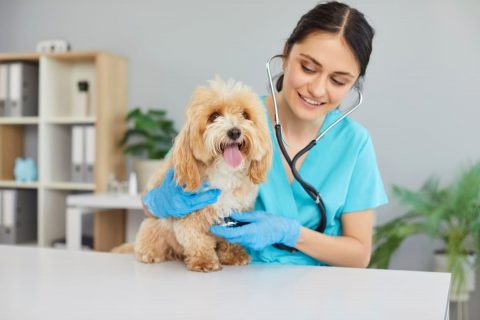 最近、愛犬の「動物病院代」が高くなった気がします。年間の治療費は「約9万円」かかるケースも？ ペットの治療費は値上がりしているのでしょうか？