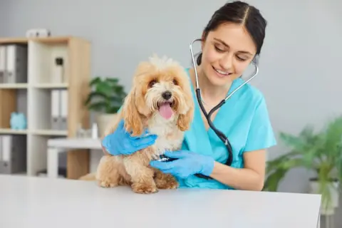 最近、愛犬の「動物病院代」が高くなった気がします。年間の治療費は「約9万円」かかるケースも？ ペットの治療費は値上がりしているのでしょうか？