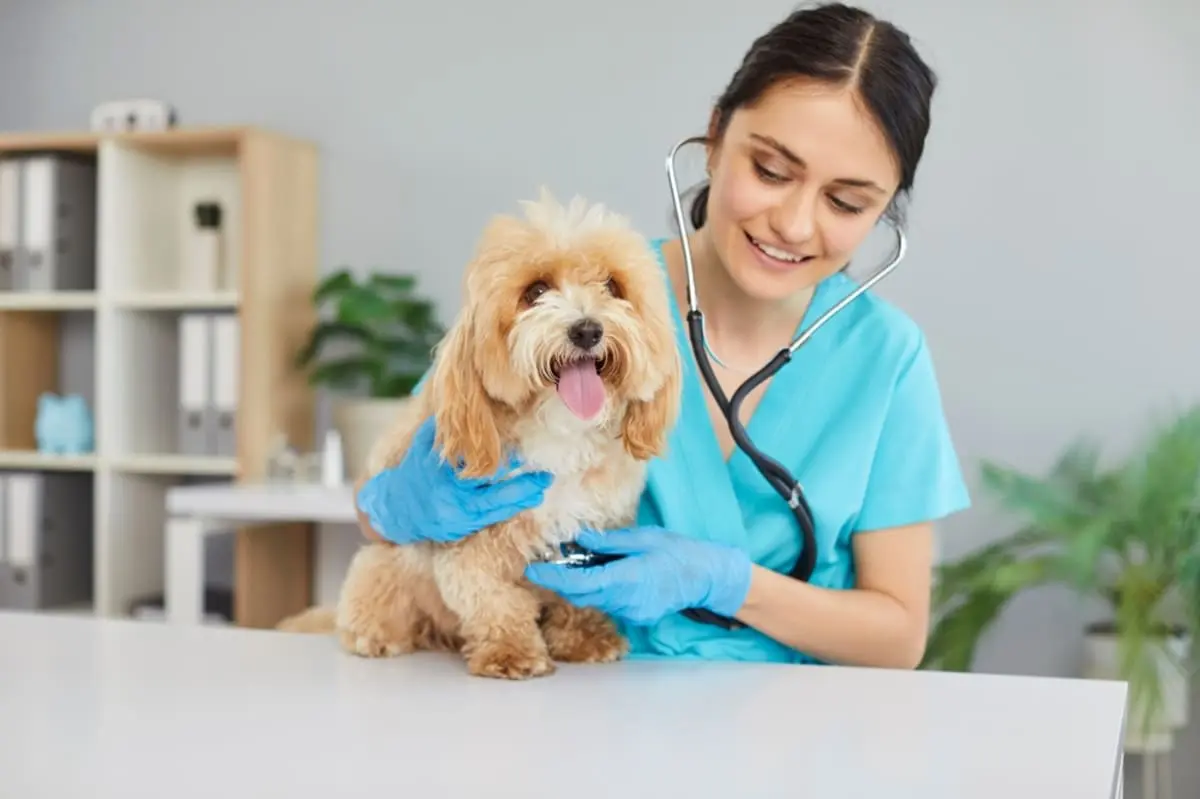 最近、愛犬の「動物病院代」が高くなった気がします。年間の治療費は「約9万円」かかるケースも？ ペットの治療費は値上がりしているのでしょうか？