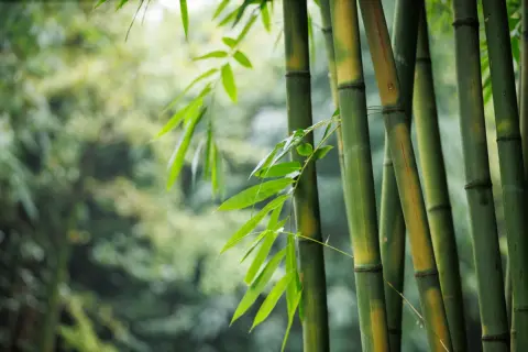 「隣家の笹」が塀の下から“わが家の敷地”へ…抜くのも限界で「業者に5万円」で根絶やし依頼を検討中。隣人は「自然だから仕方ない」と言いますが、処分費用は請求できますか？ 法的ハードルとは