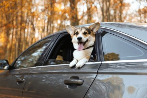 愛犬を「助手席」に乗せてドライブしています。運転中に犬が動き回ると「交通違反」になることもあるのでしょうか？ その場合、反則金はいくらですか？