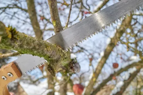 隣家の木の枝が「3年ほど前」からわが家へ越境…。しびれを切らした夫は「もう自分たちで切って費用を請求しよう」と言いますが、隣家の許可なく勝手に剪定できるのでしょうか？ 現在のルールを確認