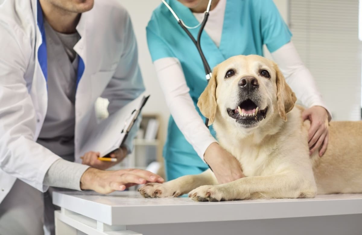 愛犬の治療費が「1万円」かかりました。「70%補償」のペット保険なのに、思ったより保険金が少ない…。契約にある「免責金額3000円」とは何ですか?